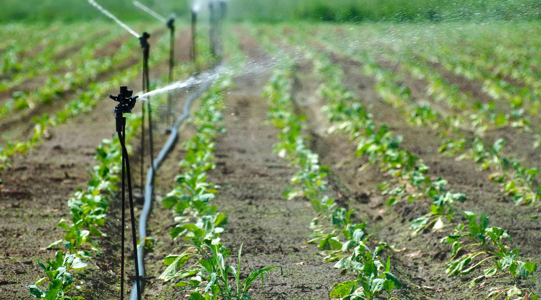 sistema de irrigação por aspersão