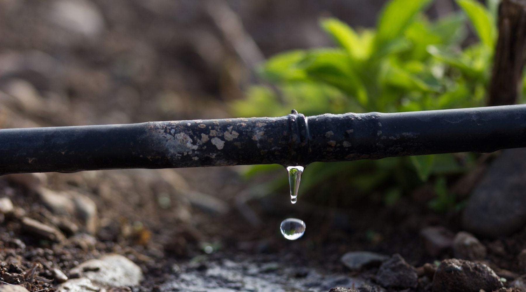 sistema de irrigação por gotejamento